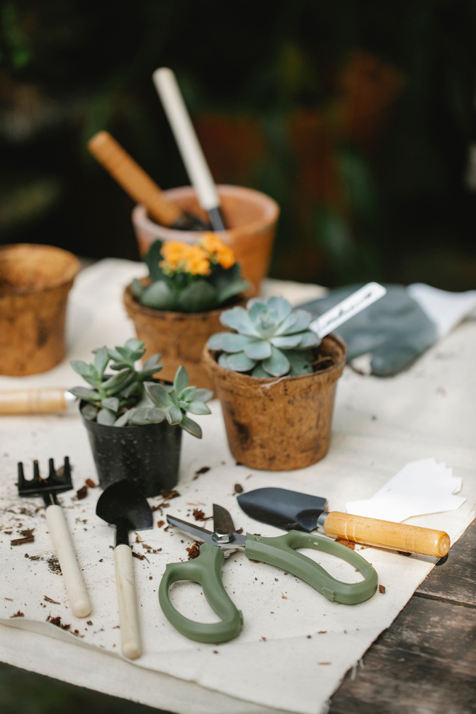 Gardening tools placed near potted succulents in garden